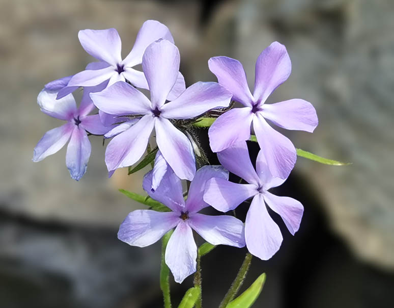 Phlox divaricata